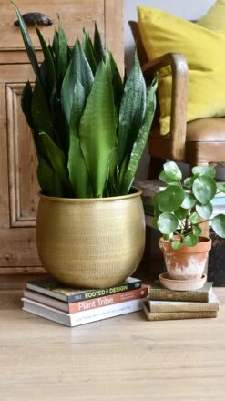 Sansevieria Trifasciata Black Dragon 11 Sansevieria Trifasciata Black Dragon -Plant Sale Store 98bb8d 38189d7b92f049b8afd75b356ba67e74 mv2 a3a8723e d7da 4c64 bf36 6676fb643ca2