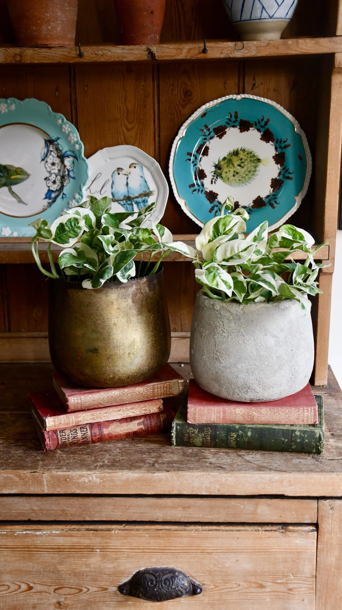 Scindapsus 'N'joy 1 Scindapsus 'N'joy