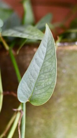 Epipremnum Cebu Blue (Cebu Blue Pothos, Epipremnum Pinnatum) -Plant Sale Store 98bb8d 389d314d2c264672bd9a9544d2eb51ae mv2