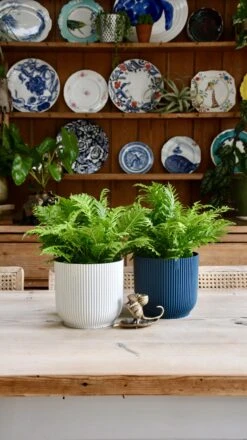 Small Blechnum Gibbum (Silver Lady) -Plant Sale Store 98bb8d 38ab30467f5642409121ec4301dee2fd mv2