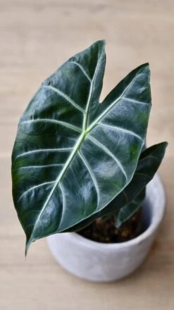Alocasia Calidora (Pink Dragon Alocasia) -Plant Sale Store 98bb8d 39971bcc311e4582b9a074ce9e541e37 mv2