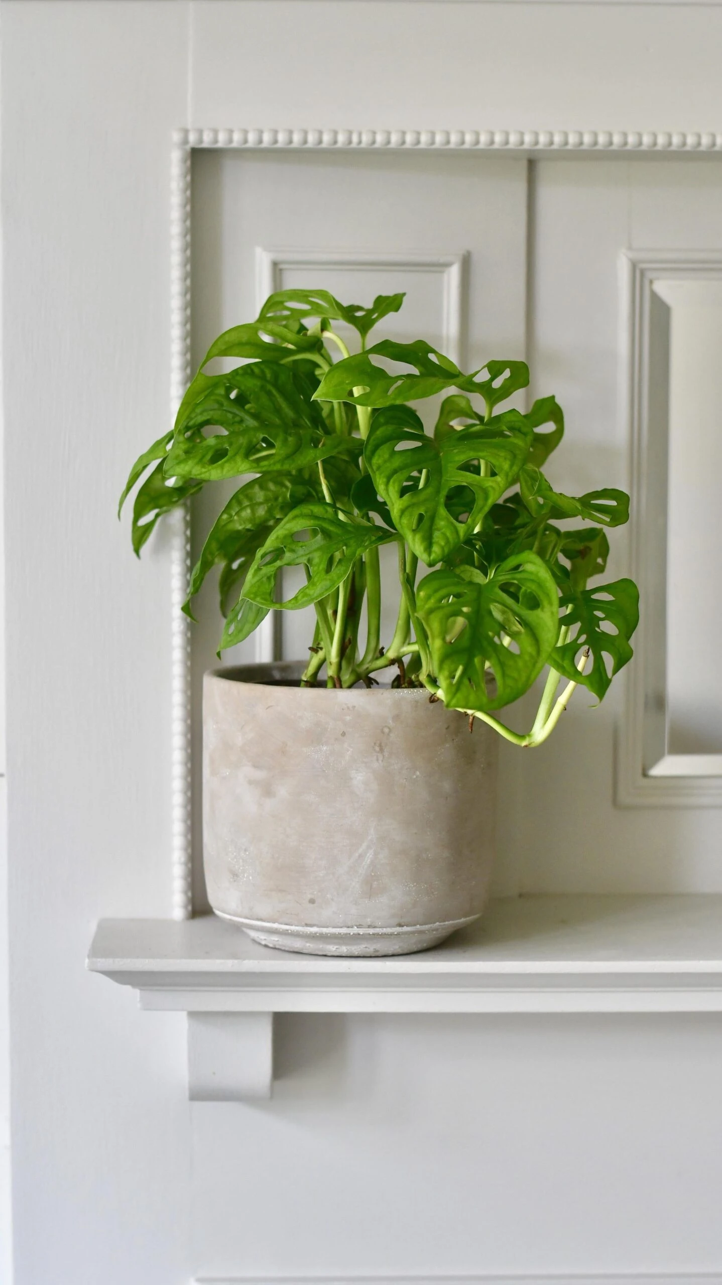 Monstera Obliqua - 'monkey Mask' 2 Monstera Obliqua - 'monkey Mask' - Image 2