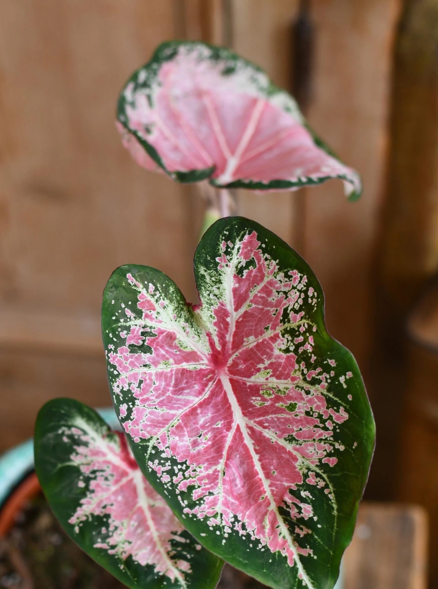 Caladium 13cm Pot 1 Caladium 13cm Pot