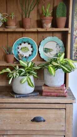 Dracaena Surculosa 'Milky Way' -Plant Sale Store 98bb8d 3af2de233f954f9a90a38593b06d2985 mv2