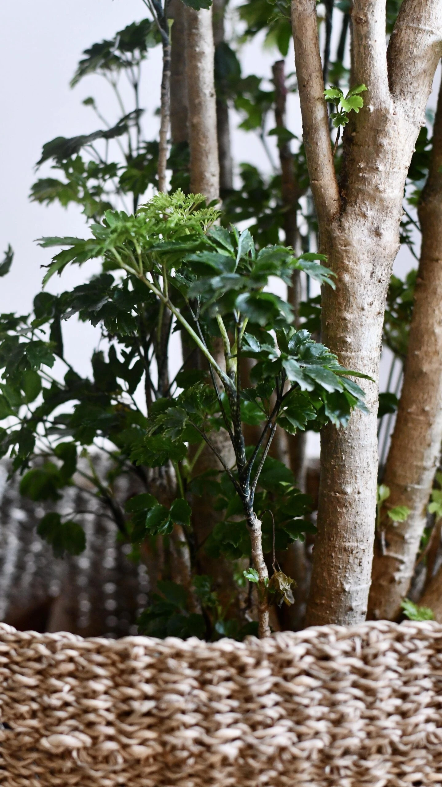 Polyscias Roble, Aralia Roble 6 Polyscias Roble, Aralia Roble - Image 6