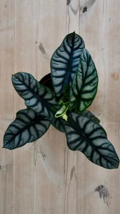 Alocasia Silver Dragon 9 Alocasia Silver Dragon -Plant Sale Store 98bb8d 3c26d5eb44c8404d8956703d27dadb6c mv2