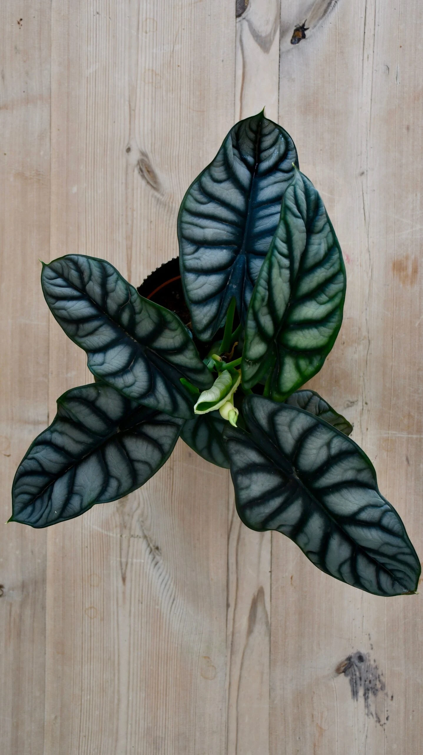Alocasia Silver Dragon 5 Alocasia Silver Dragon - Image 5