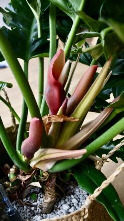 Philodendron Narrow | Tiger Tooth Plant -Plant Sale Store 98bb8d 3c3528cae94a495d88b1fb04750430c7 mv2