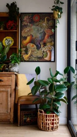 Rubber Plant (Ficus Elastica, Ficus Robusta) 6 Rubber Plant (Ficus Elastica, Ficus Robusta) -Plant Sale Store 98bb8d 3c58ec463ab74d1a89182ff5d42086e6 mv2