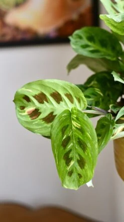 Variegated Maranta Leuconeura Kercho *rare* -Plant Sale Store 98bb8d 3d2412b868114fbfa2038cc134764f4a mv2