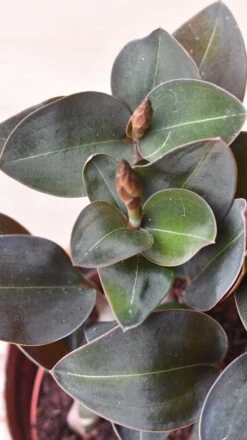 Black Velvet Jewel Orchid *rare* (Ludisia Discolor Black Velvet) -Plant Sale Store 98bb8d 3d57e691f2de49b397f0917d478cb780 mv2