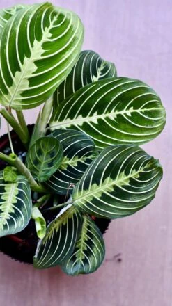 Large Maranta Leuconeura -Plant Sale Store 98bb8d 3e420235dc26404892cc2d032994edda mv2
