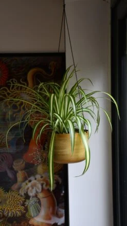 Chlorophytum Comosum, Spider Plant -Plant Sale Store 98bb8d 3e9297d4cb4f4847b1234494ca6ce6ea mv2