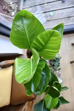 Strelitza Nicolai - White Bird Of Paradise -Plant Sale Store 98bb8d 3f62e4d2b0284759bda14da932544407 mv2