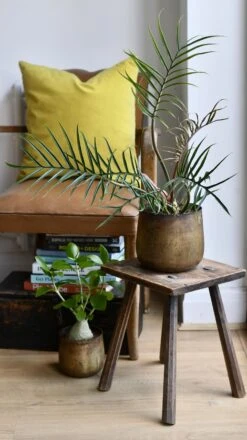 Philodendron Tortum *Rare*