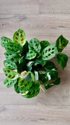 Variegated Maranta Leuconeura Kercho *rare* -Plant Sale Store 98bb8d 4086bce4c9ef45e4b7006e78fae7a508 mv2