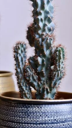 Cereus Peruvianus ‘Monstrosus’ -Plant Sale Store 98bb8d 40a6c525c0974d17b0cb3dbce0ed54b2 mv2