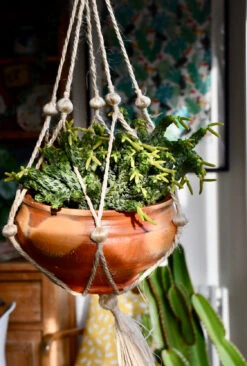 Peperomia Columella 13 Peperomia Columella -Plant Sale Store 98bb8d 4212eb6c35a64a109dbc0ec57b23333e mv2