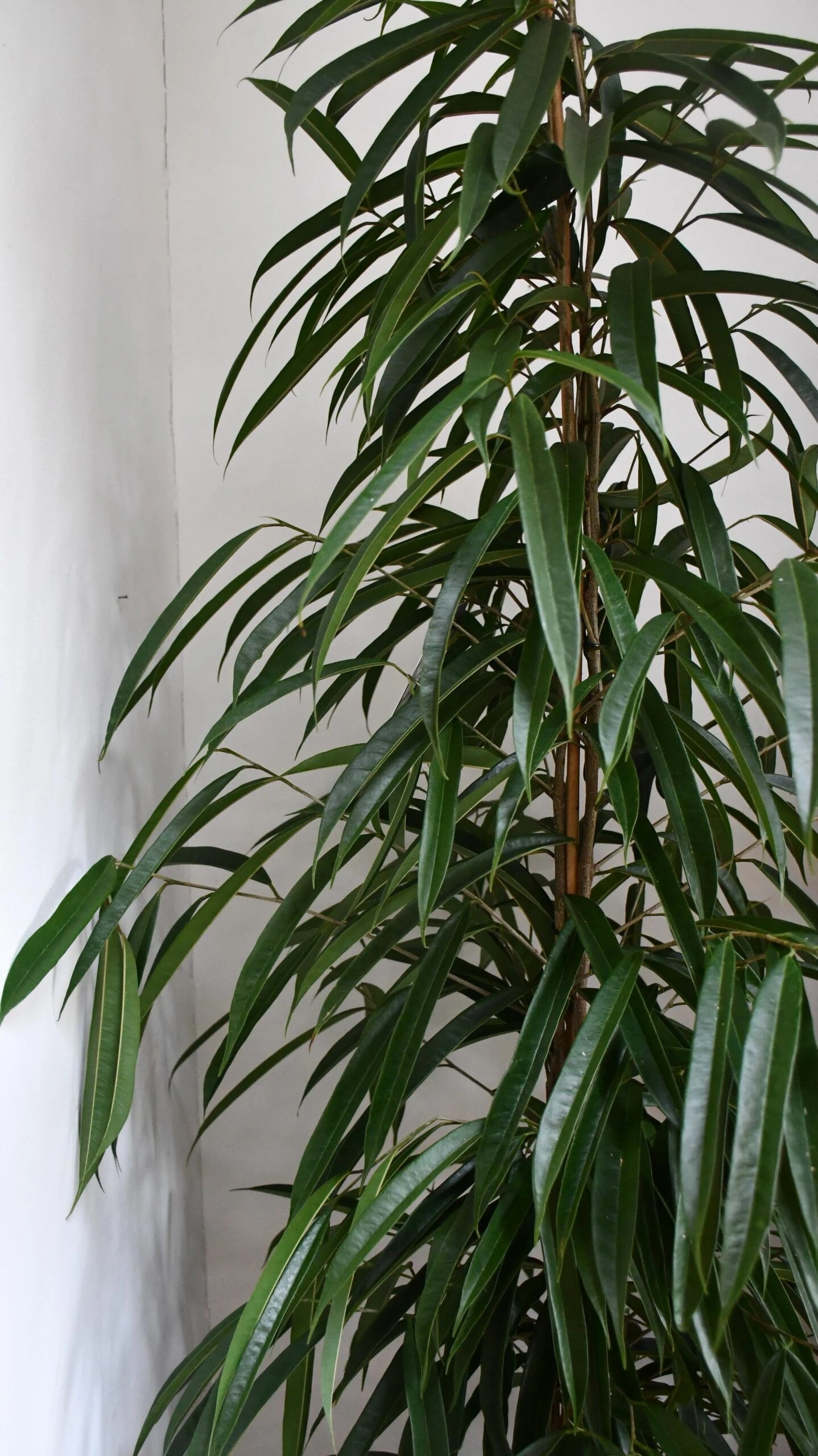 Tall Ficus Maclellandii Alii Or Large Amstel King 2 Tall Ficus Maclellandii Alii Or Large Amstel King - Image 2