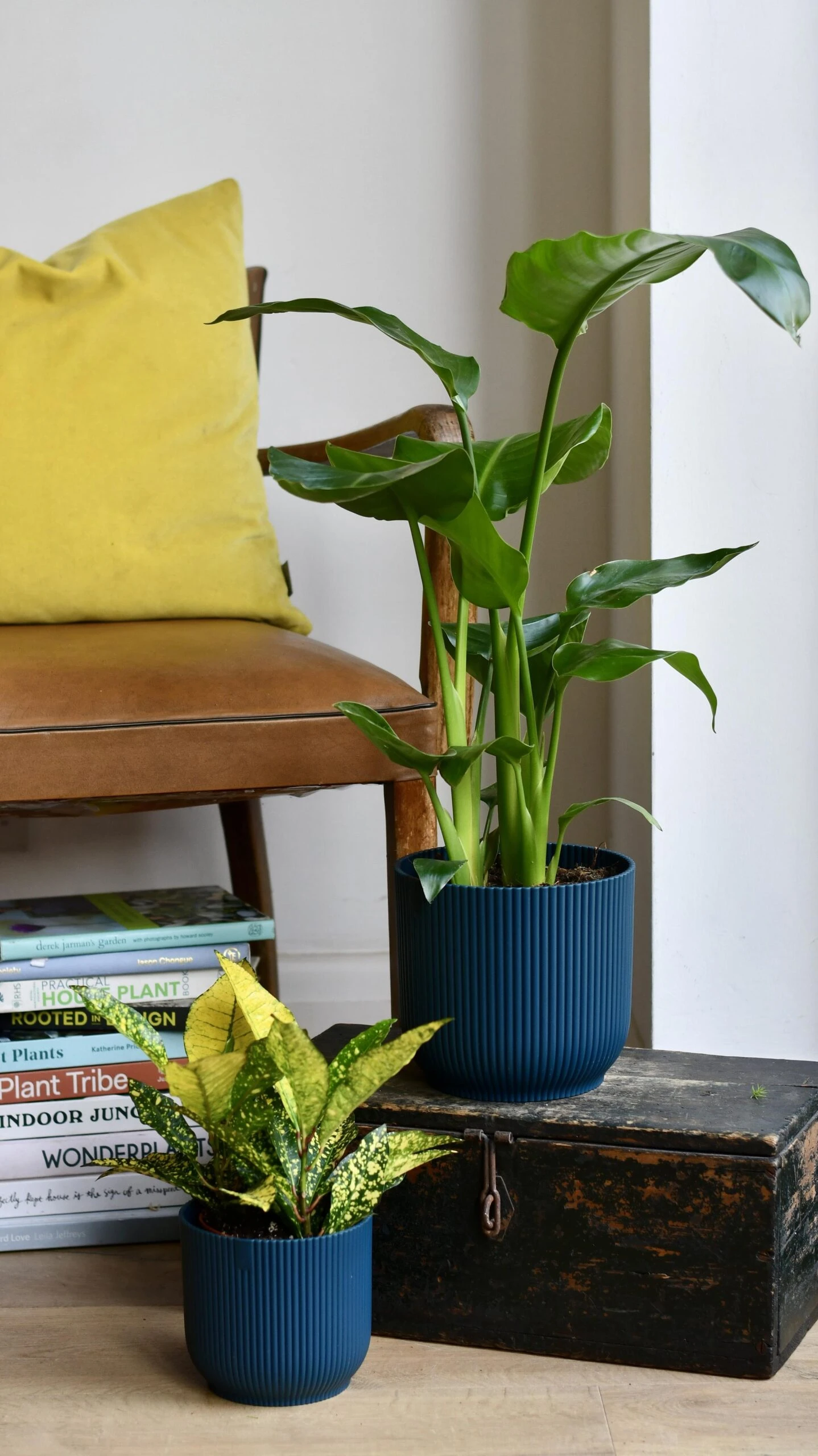 Strelitza Nicolai - White Bird Of Paradise And Vibes Pot 1 Strelitza Nicolai - White Bird Of Paradise And Vibes Pot