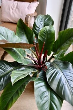 Philodendron Imperial Red -Plant Sale Store 98bb8d 455847aa476b454c8463b1c74acc6f20 mv2