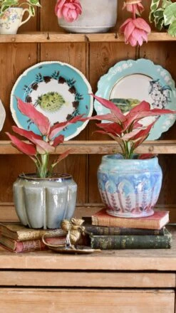 Aglaonema Pink Star -Plant Sale Store 98bb8d 4583b3fd633b4cff8a6c89d9d396d061 mv2