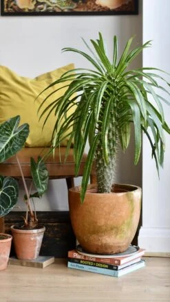 Pachypodium Lamerei -Plant Sale Store 98bb8d 4646f7d9438c4d289132edb43b7a0c85 mv2