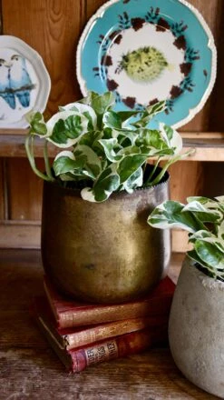 Scindapsus 'N'joy 7 Scindapsus 'N'joy -Plant Sale Store 98bb8d 465a00cd9fbb491d854d2d31a530efdd mv2