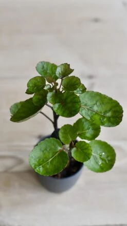 Baby Polyscias Fabian - Aralia Fabian -Plant Sale Store 98bb8d 466fe915223747198b715761bbff3e93 mv2