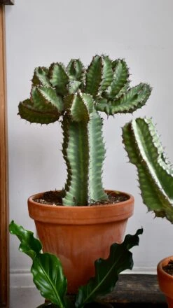 Euphorbia Cooperi -Plant Sale Store 98bb8d 469030fadc5e4d708aa46c91d32e8e33 mv2