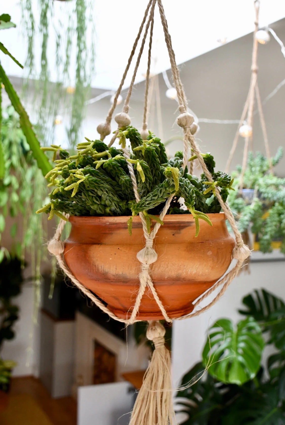 Peperomia Columella 5 Peperomia Columella - Image 5