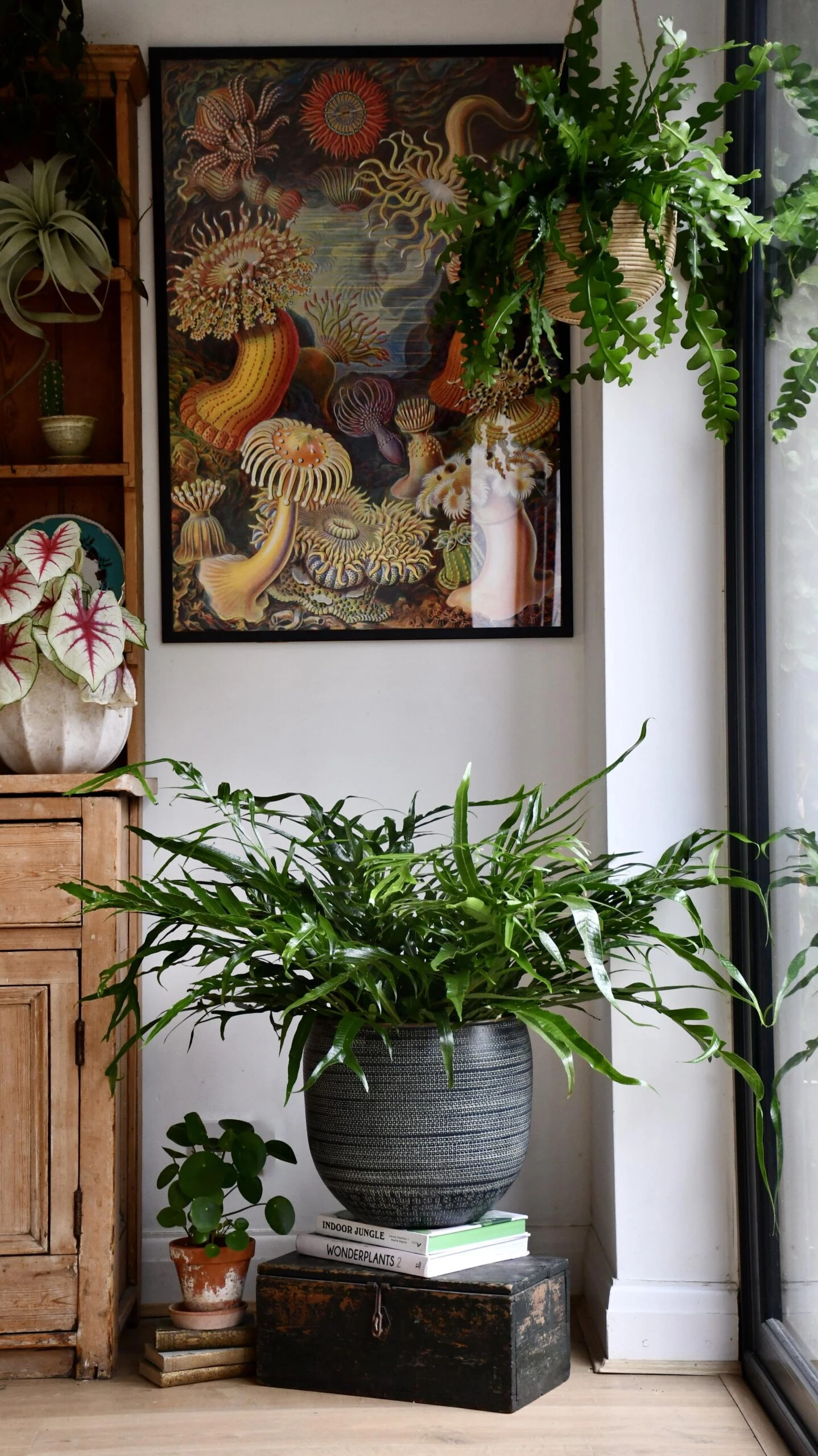 XL Aglomorpha Coronans - Snake Leaf Fern 5 XL Aglomorpha Coronans - Snake Leaf Fern - Image 5