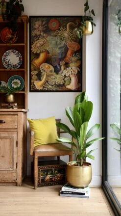 Licuala Grandis Palm