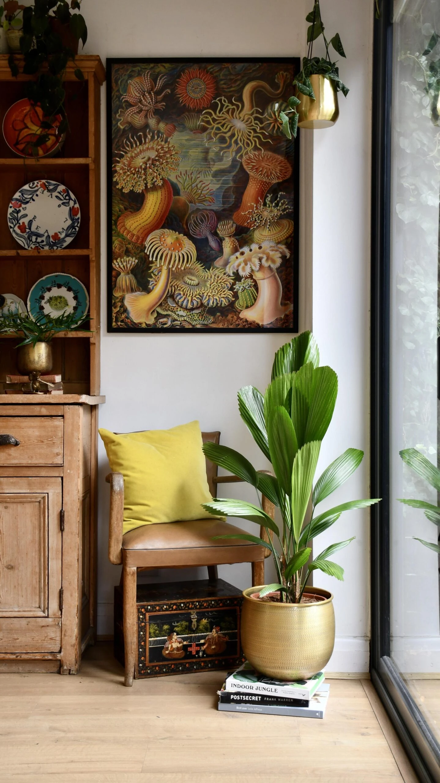 Licuala Grandis Palm 1 Licuala Grandis Palm