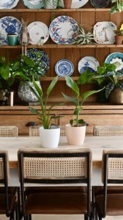 Baby Strelitzia Reginae (Bird Of Paradise Plant) -Plant Sale Store 98bb8d 480072ab97ad438894b48e018e9ab268 mv2