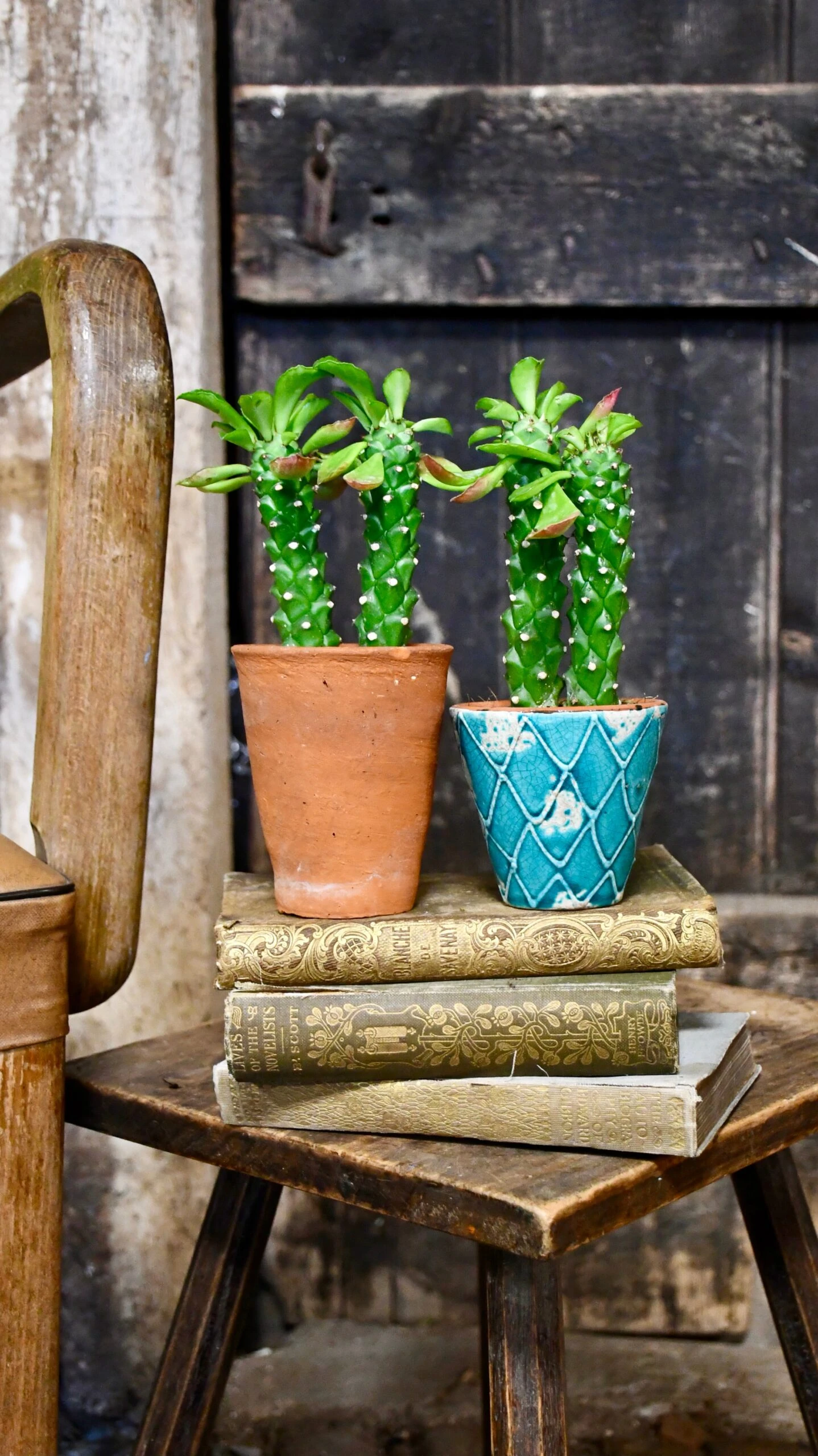 Euphorbia Neorubella | Monadenium Guentheri Baby Cactus 4 Euphorbia Neorubella | Monadenium Guentheri Baby Cactus - Image 4