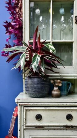 Calathea Stromanthe Triostar - Prayer Plant -Plant Sale Store 98bb8d 494ff3ea140f490fb225233bffc80b20 mv2