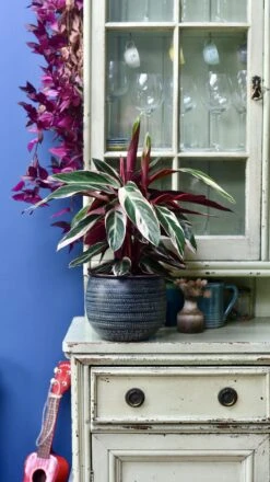 Calathea Stromanthe Triostar & Tembesi Pot -Plant Sale Store 98bb8d 496780b7034d4337a5ea2e52958282e6 mv2 bedc87a0 2494 41aa 828c f2cdb9245767