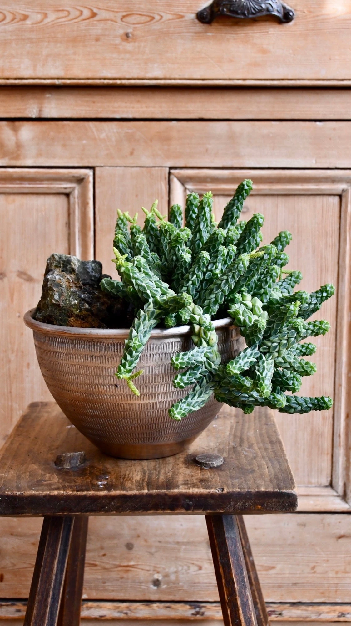 Peperomia Columella 1 Peperomia Columella