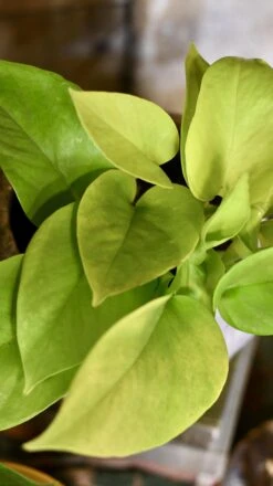 Easy Care Collection -Plant Sale Store 98bb8d 4a776d786b3d4ef38b3ee161f236ca43 mv2