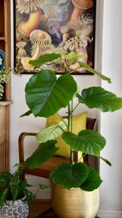 Ficus Umbellata 13 Ficus Umbellata -Plant Sale Store 98bb8d 4bfd7441b2e74e6cae479cc032aa7497 mv2