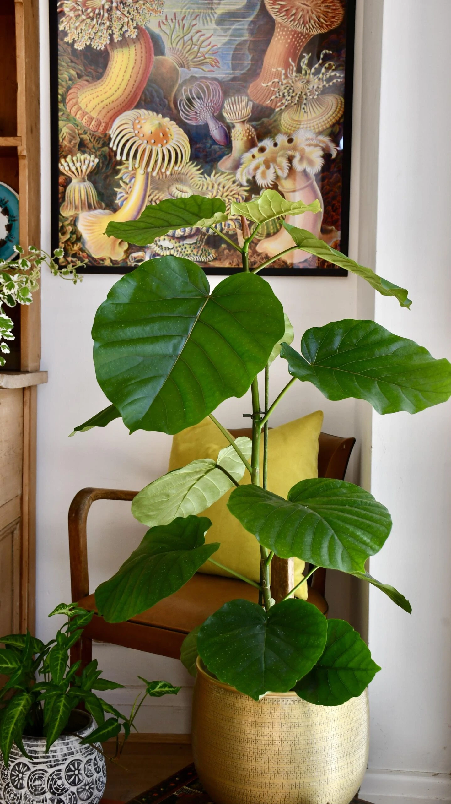 Ficus Umbellata 6 Ficus Umbellata - Image 6