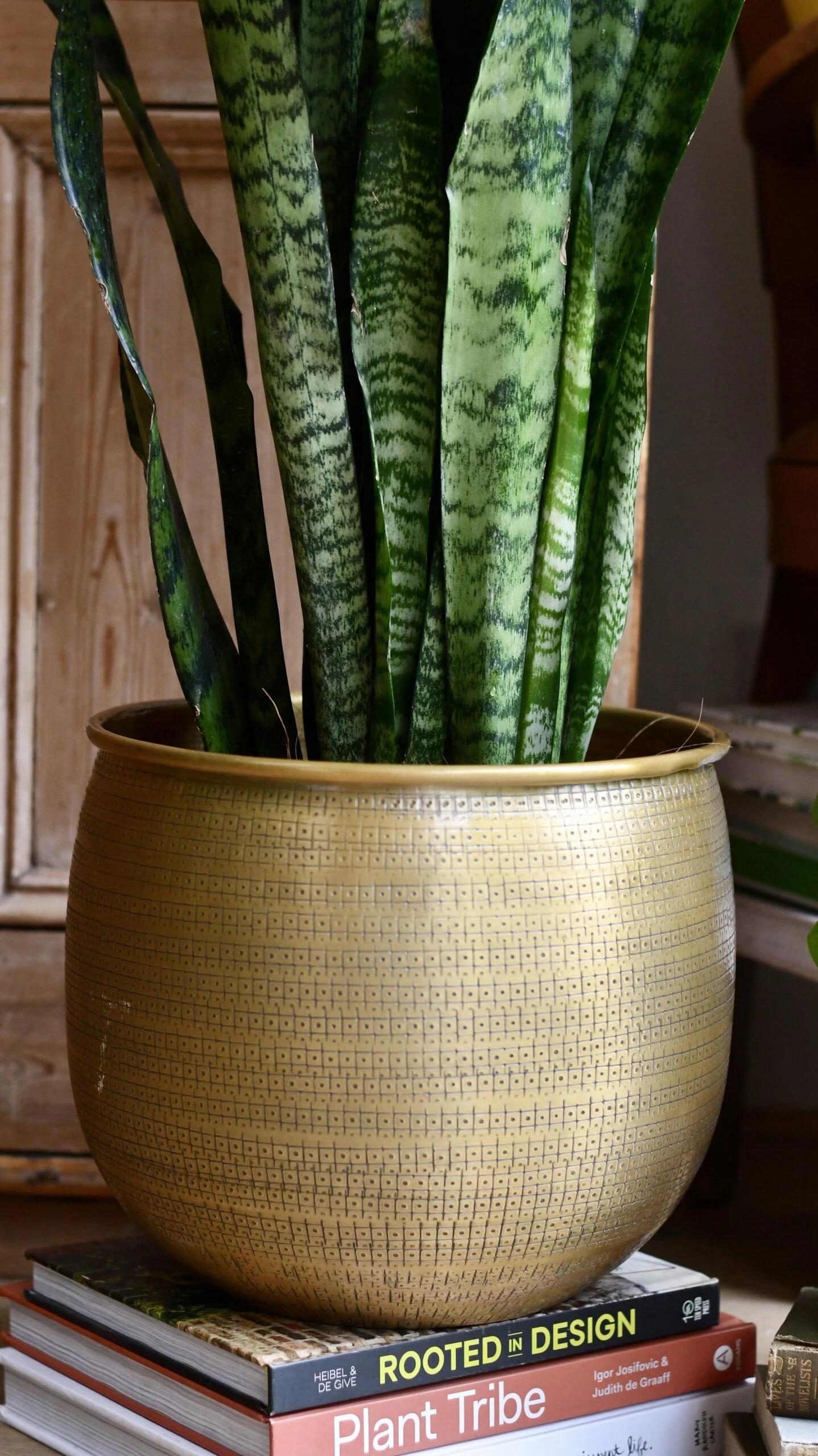 Sansevieria Trifasciata Zeylanica And Gold Etched Planter 2 Sansevieria Trifasciata Zeylanica And Gold Etched Planter - Image 2