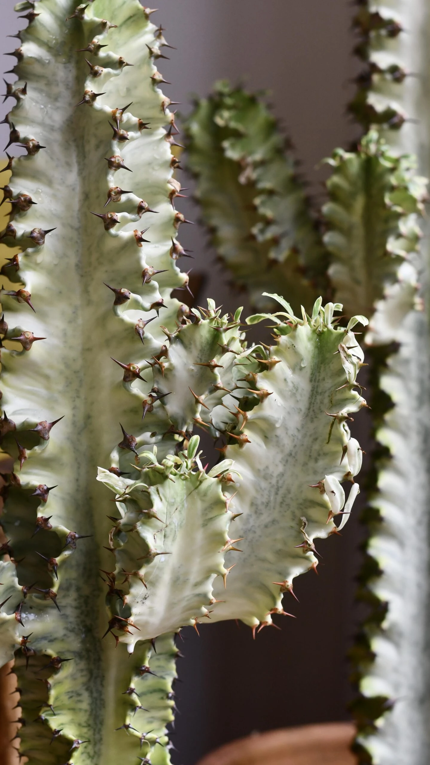 Euphorbia Erytrea Variegata 2 Euphorbia Erytrea Variegata - Image 2