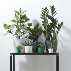 Brussels Round Plant Pot 14cm 16 Brussels Round Plant Pot 14cm -Plant Sale Store 98bb8d 4c80f3c527a043d598116295b90ad195 mv2 09aaed0a 5969 44a3 bbb7 4235d75b581d