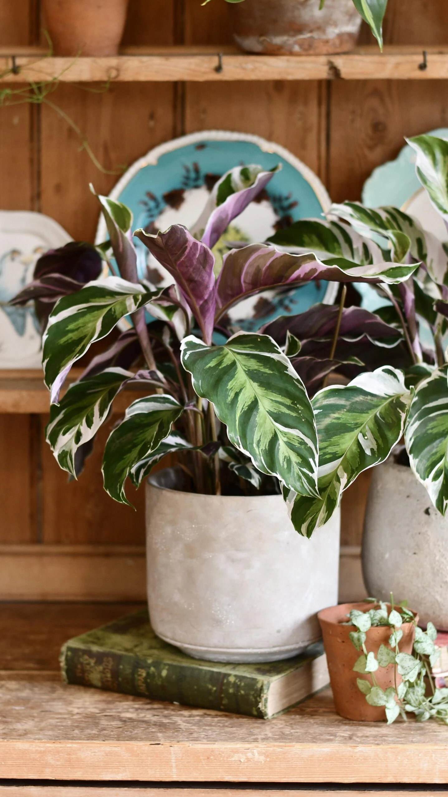 Calathea White Fusion 8 Calathea White Fusion - Image 8