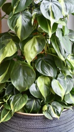 XL Philodendron Scandens Brasil -Plant Sale Store 98bb8d 4dec9fcf182e4e35801911c0aaa8c809 mv2