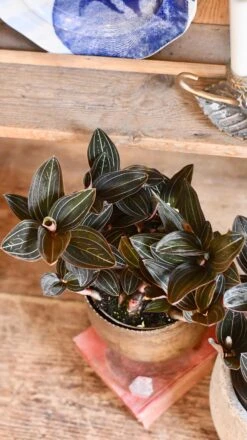 Ludisia Discolor (Jewel Orchid) -Plant Sale Store 98bb8d 4efdc55a5e294183bb28cab4ff47673a mv2