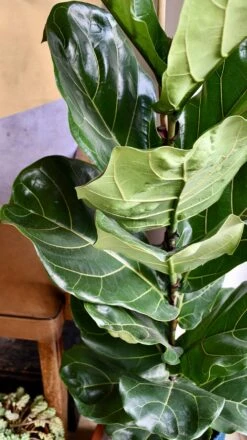 Fiddle Leaf Fig (Ficus Lyrata & Vibes Pot) -Plant Sale Store 98bb8d 4f0bb13860bc47fe8fa7a6525d38ea8e mv2