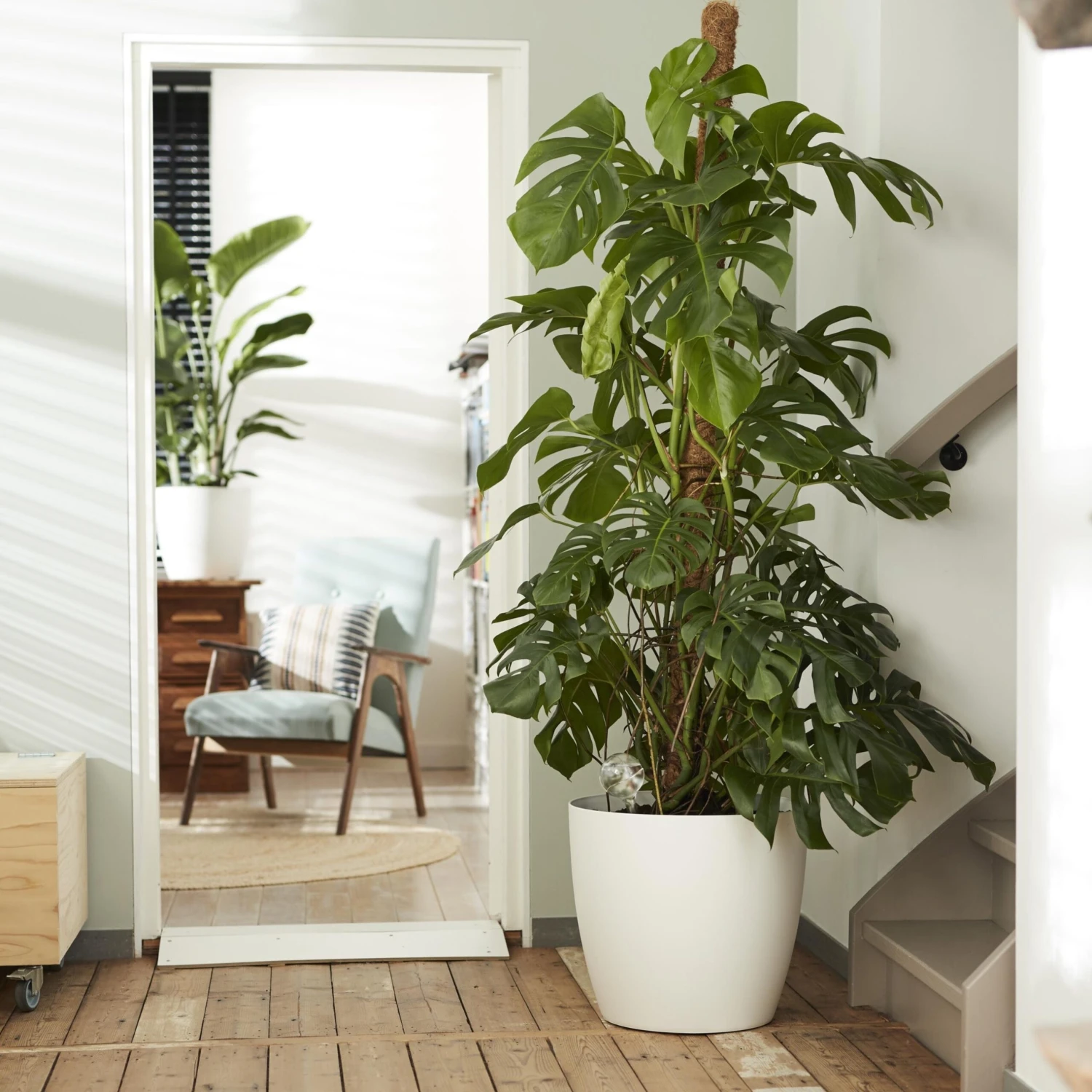 Brussels Round Plant Pot 40cm (Large Indoor Plant Pots) 2 Brussels Round Plant Pot 40cm (Large Indoor Plant Pots) - Image 2